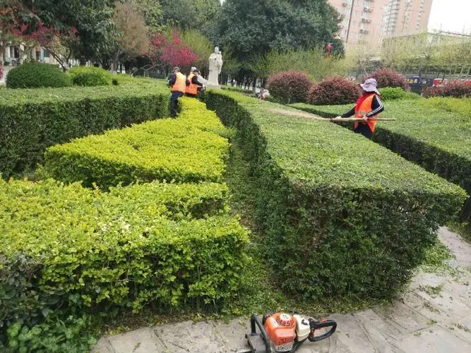 五大连池城市道路绿化树种