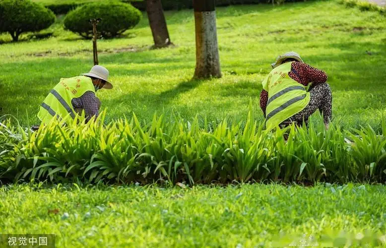 应城城市绿化带种植什么植物好