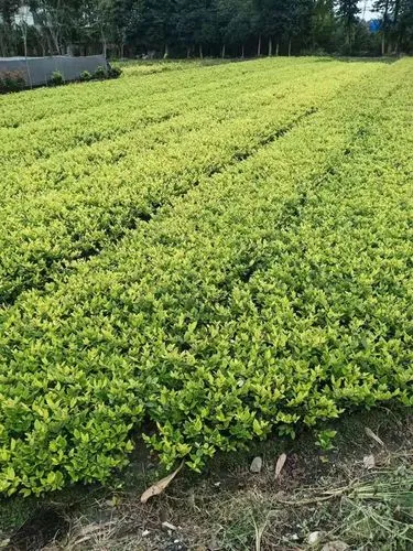 双鸭山城市绿化带种植什么植物比较好